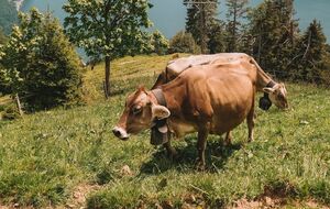 Британський фермер майнує криптовалюту, використовуючи електроенергію, видобуту з коров'ячого гною