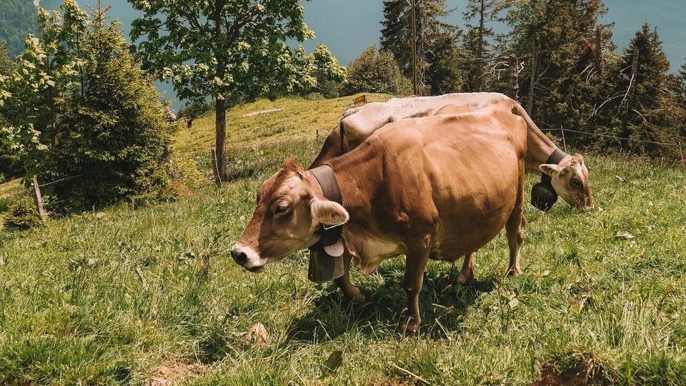Британський фермер майнує криптовалюту, використовуючи електроенергію, видобуту з коров'ячого гною