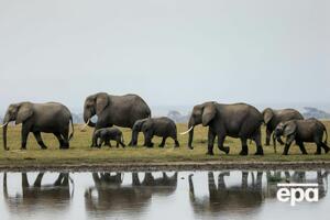 Чому слони вирушили в подорож, невідомо