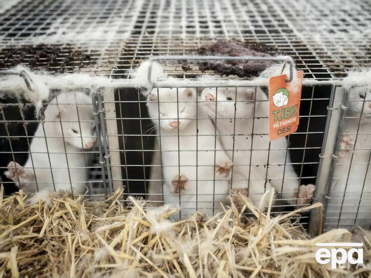 Зоозащитники подчеркнули, что на зверофермах &ndash; идеальная среда для распространения болезней, в том числе COVID-19