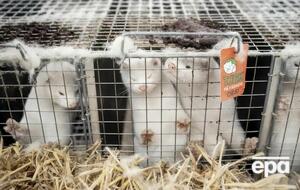 Зоозащитники подчеркнули, что на зверофермах – идеальная среда для распространения болезней, в том числе COVID-19