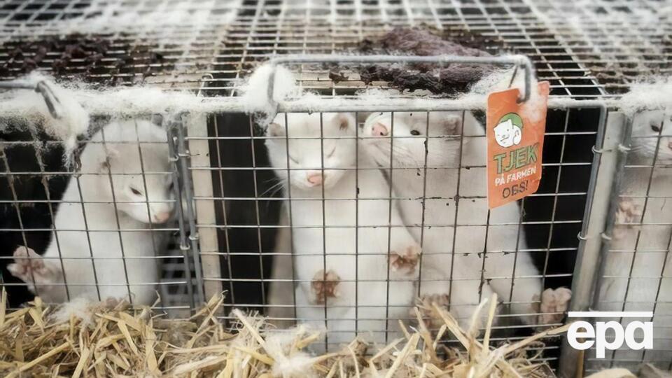 Зоозахисники підкреслили, що на звірофермах – ідеальне середовище для поширення хвороб, зокрема COVID-19