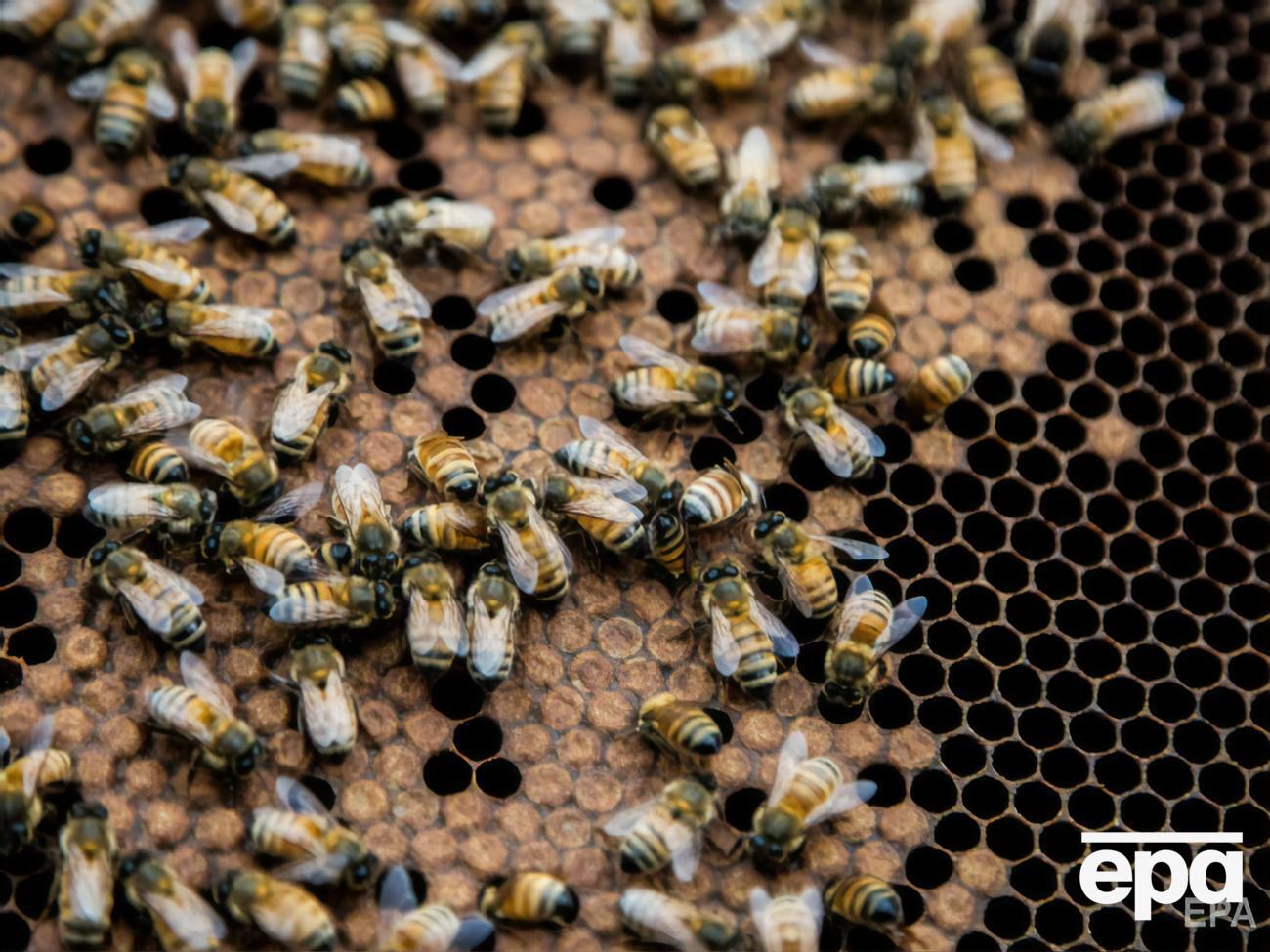 Мужчина умер, вернувшись с пасеки