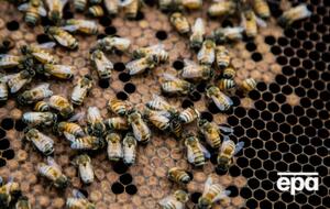 Мужчина умер, вернувшись с пасеки