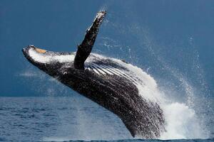 Чоловік пробув у роті в кита приблизно 40 секунд