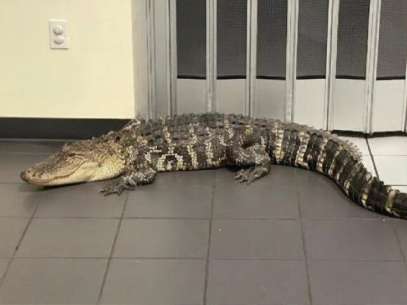 Аллигатор был длиной&nbsp;два метра