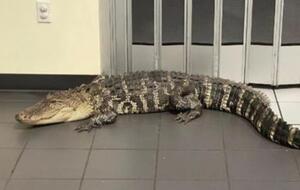 Аллигатор был длиной два метра