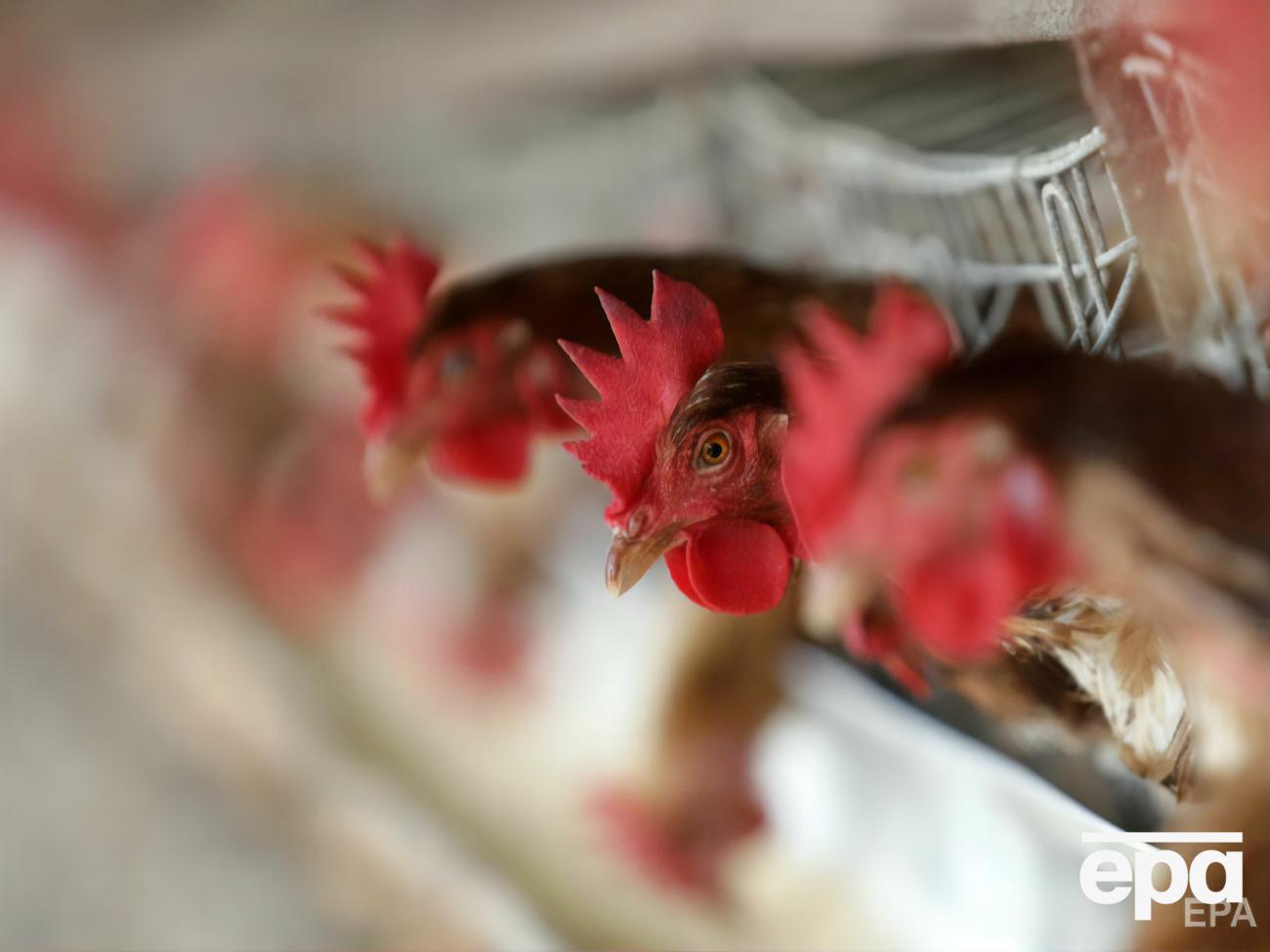 Местные власти пытаются увеличить количество вакцинированных от COVID-19 граждан в Индонезии с помощью кур