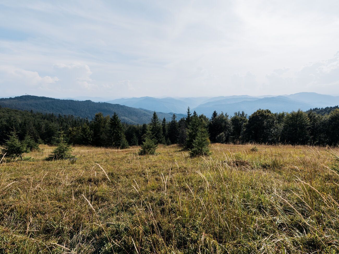 Як зазначають у Мінприроди з посиланням на науковців, уже протягом найближчих 30&ndash;40 років великим територіям України загрожує опустелювання