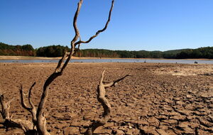 В ООН вважають, що посуха "ось-ось стане наступною пандемією"