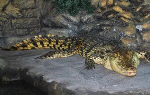 Из крокодиляриума не забрали больших крокодилов