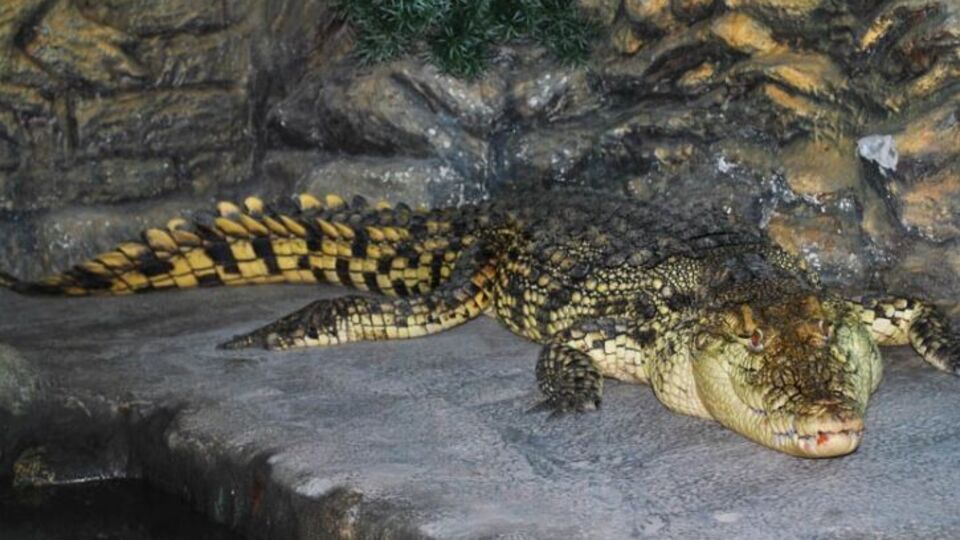 Із крокодиляріума не забрали великих крокодилів
