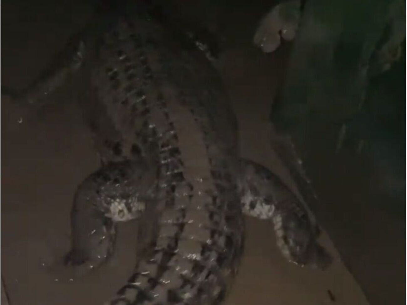 У крокодиляріумі повідомили, що жодна рептилія не втекла