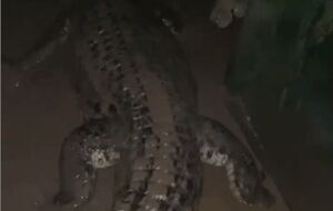 В крокодиляриуме сообщили, что ни одна рептилия не убежала