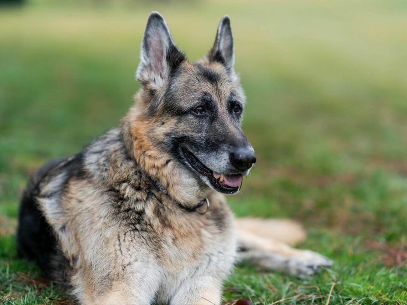 Чемп был любимым спутником семьи Байдена