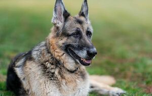 Чемп был любимым спутником семьи Байдена