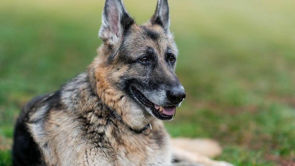 Чемп был любимым спутником семьи Байдена