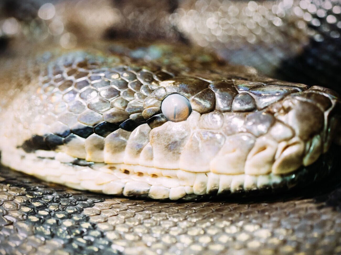 Гражданка не смогла объяснить, как питон оказался в ее квартире