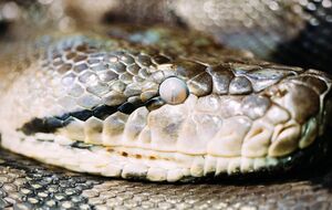 Гражданка не смогла объяснить, как питон оказался в ее квартире