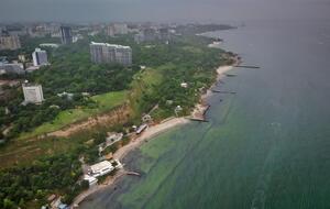 Позеленевшая вода может быть токсичной, предупредила гидробиолог