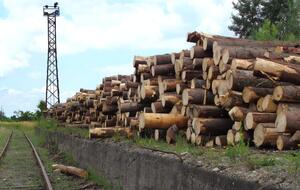 Мораторий на продажу леса-кругляка начал действовать с 1 января 2016 года