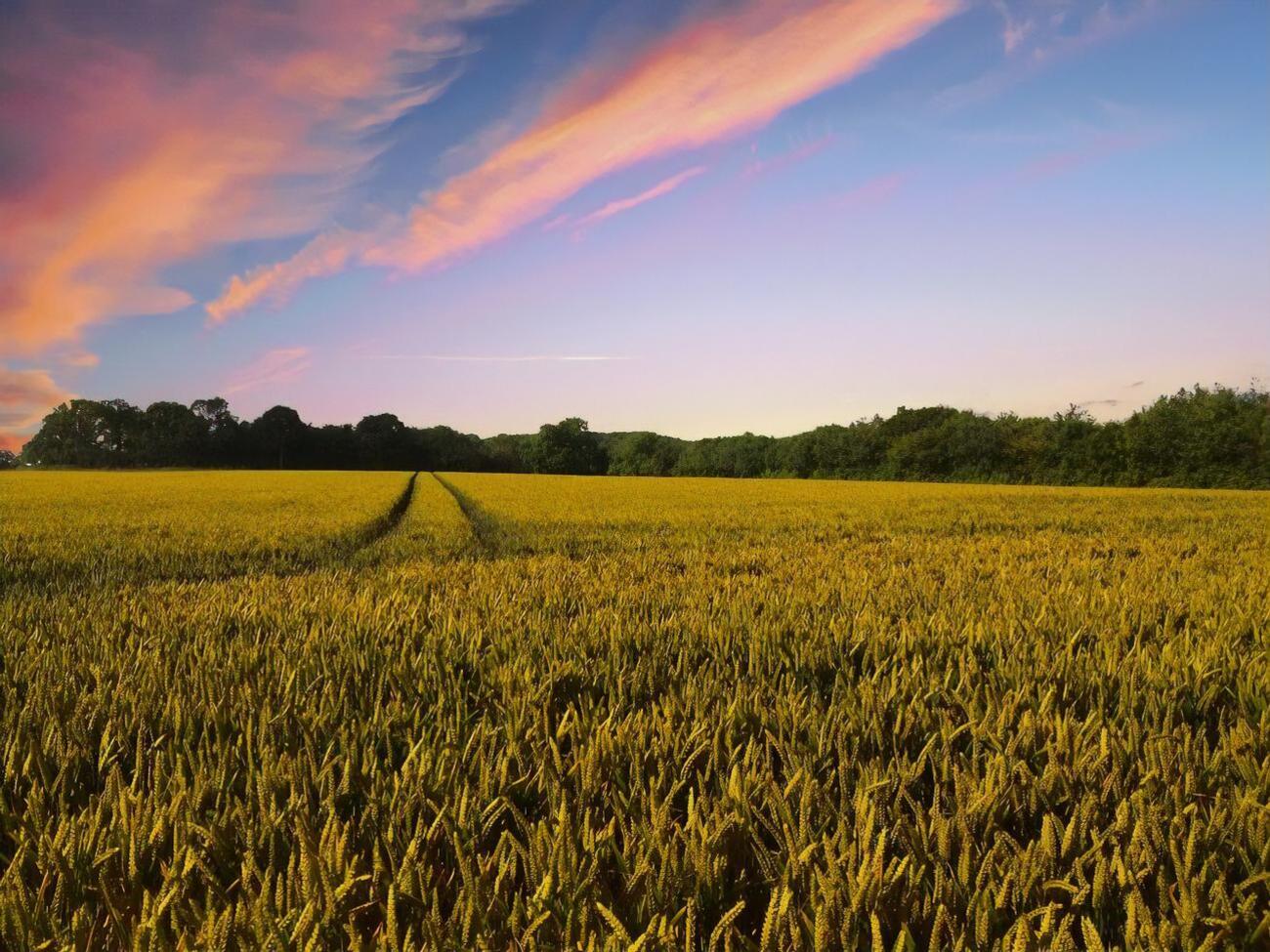 Рынок земли в Украине должен заработать с 1 июля 2021 года