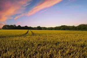 Рынок земли в Украине должен заработать с 1 июля 2021 года