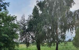 Молния попала в дерево, под которым стояли люди