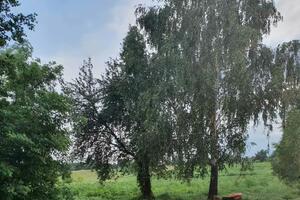 Блискавка влучила в дерево, під яким стояли люди