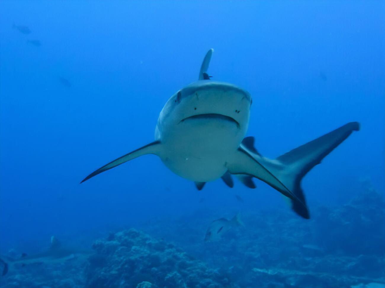 В местном дайвинг-центре сообщили, что нападения акул в Акабском заливе случаются редко