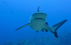 В местном дайвинг-центре сообщили, что нападения акул в Акабском заливе случаются редко