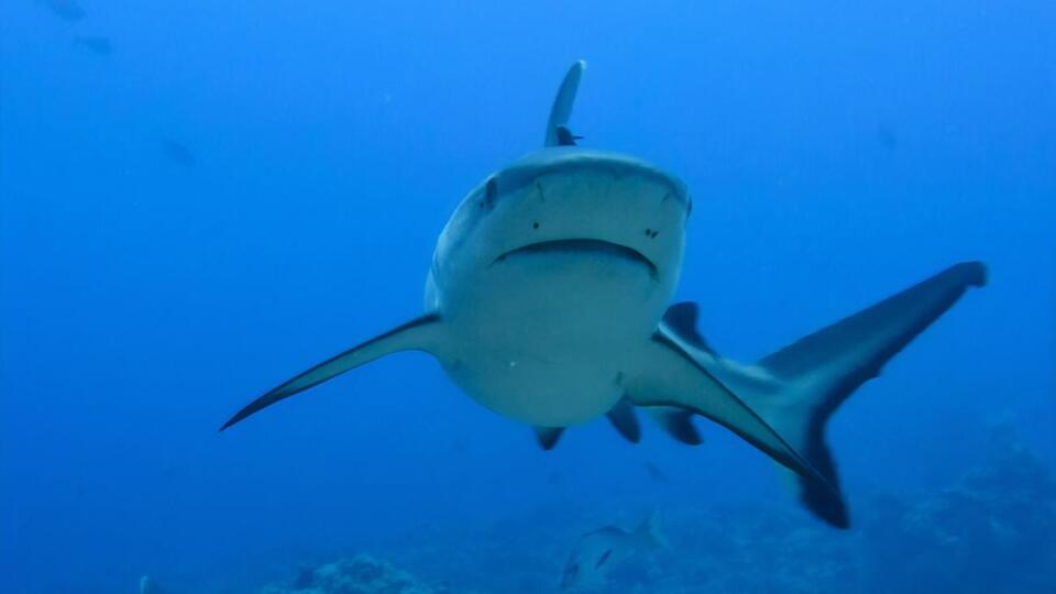 В местном дайвинг-центре сообщили, что нападения акул в Акабском заливе случаются редко