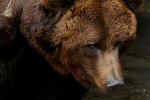 Медведи Малыш и Ляля, жившие в зоопарке при Запорожской ДЖД, поедут в "зарубежный санаторий" с бассейном и водопадом