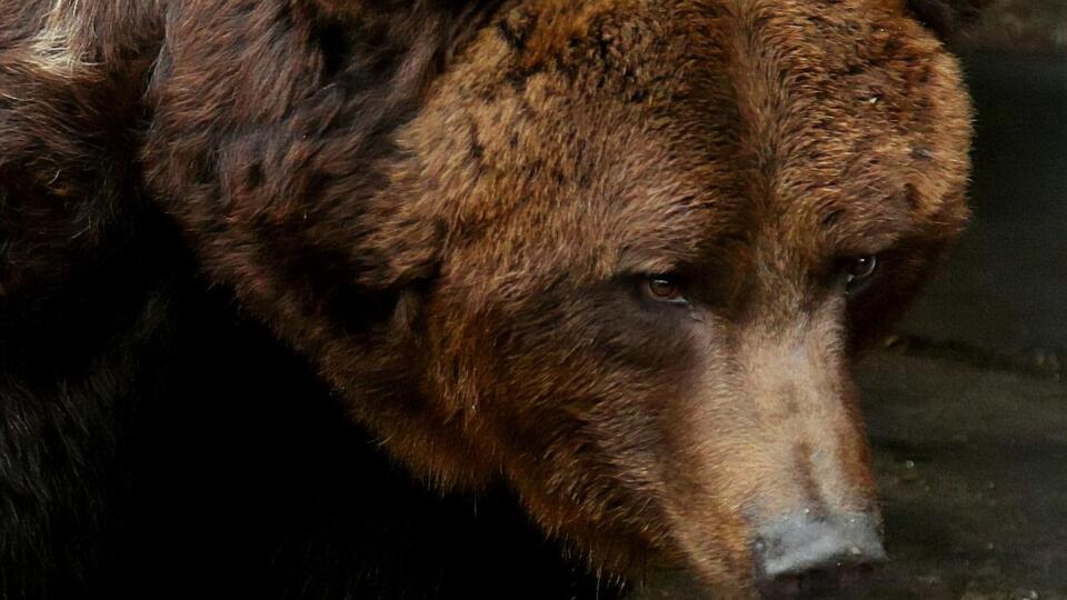 Медведи Малыш и Ляля, жившие в зоопарке при Запорожской ДЖД, поедут в "зарубежный санаторий" с бассейном и водопадом