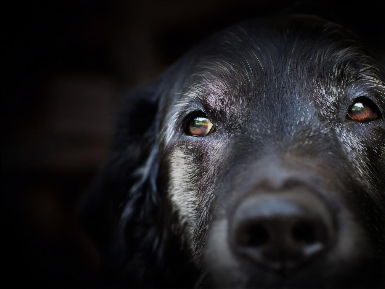 Животное погибло по дороге в больницу