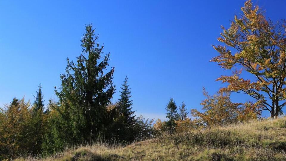 Засадити деревами планують 1 млн гектарів