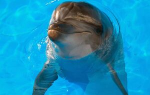 Как пояснили в дельфинарии, у животного сработал рефлекс – похожим движением тренеры предлагают дельфинам рыбу