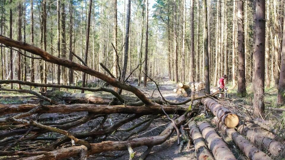 Госэкоинспекция каждую неделю фиксирует масштабные вырубки в лесных зонах