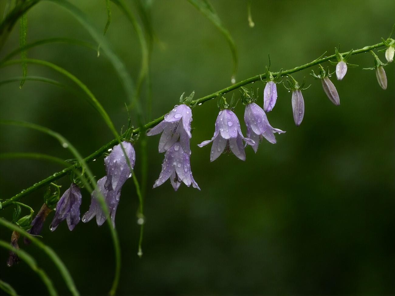 Ослаблення спеки синоптики поки не обіцяють