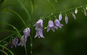 Ослаблення спеки синоптики поки не обіцяють
