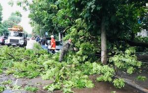 Деревья повредили линии электропередач