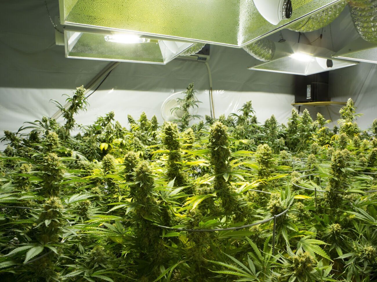 Минздрав: Исследования доказали, что конопля эффективна при лечении более 50 патологических состояний