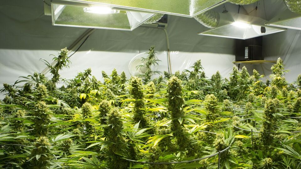 Минздрав: Исследования доказали, что конопля эффективна при лечении более 50 патологических состояний