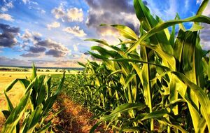 Чиновники отменили государственную регистрацию 323 га земель госпредприятия