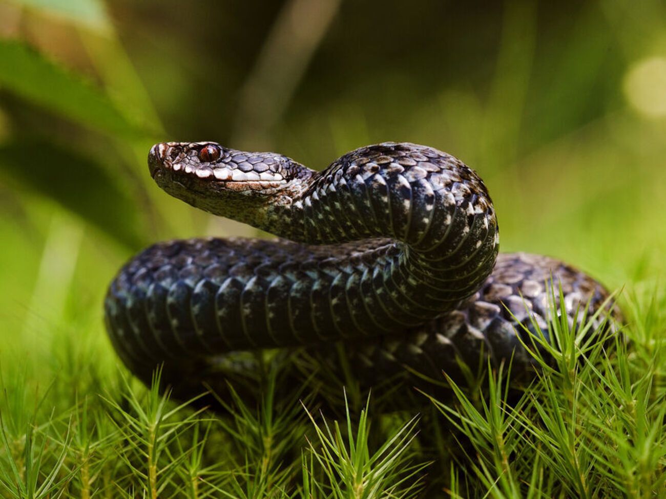 Сегодня отмечают Всемирный день змей