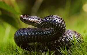 Сегодня отмечают Всемирный день змей