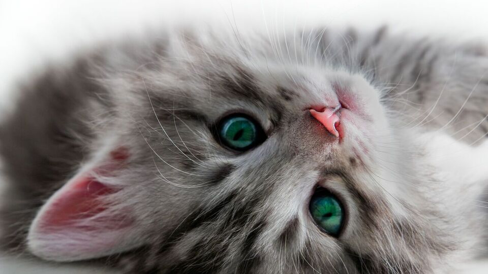 Котята и взрослые кошки хорошо запоминают клички, которые состоят из одного или двух слогов