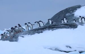 В Антарктиде сейчас зима