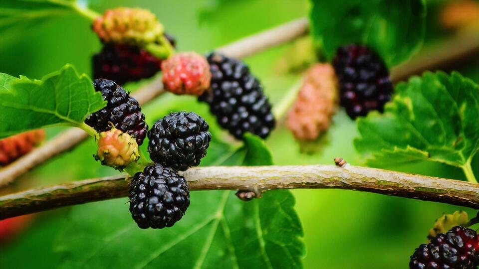 Широким спектром полезных свойств обладает как черная, так и белая шелковица