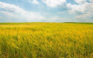 Рост цен на землю в Минагрополитики связывают, в частности, с мировыми тенденциями цен на продовольствие